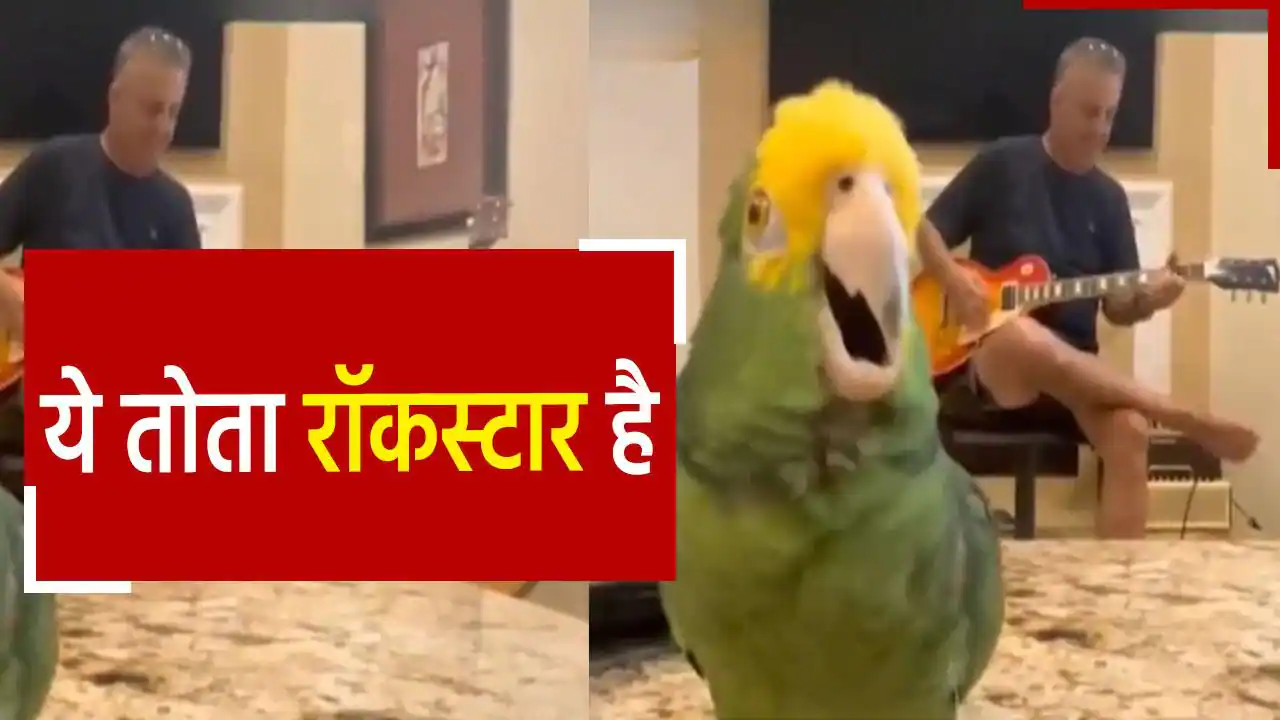 ये तोता है  रॉकस्टार