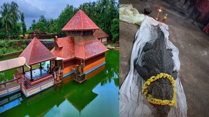 यह शाकाहारी मगरमच्छ 70 सालों से कर रहा था केरल के  मंदिर की रक्षा