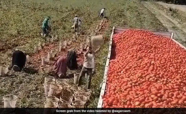 आदमी ने ट्रक को टमाटर से लोड करने के लिए अपनाई निंजा तकनीक