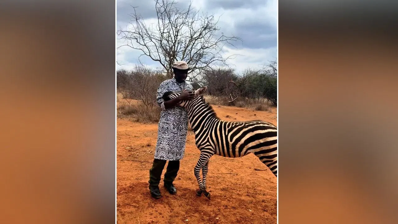 baby zebra motherly love